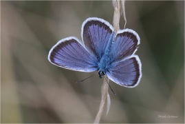 <p>MODRÁSEK ČERNOLEMÝ (Plebejus argus) Mladoboleslavsko --- /Silver-studded blue - Geißklee-Bläuling/</p>